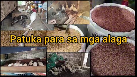 patuka sa sisiw|Microsoft Word .